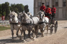 Cai Percheron la trasura