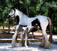 Gipsy Cob cu manz