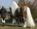Irish  Cob pieptanat