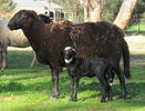 Mielusel negru Damara interesant