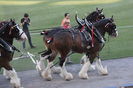 Uriasii Clydesdale-5