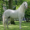 Andalusian deosebit-y77
