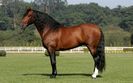 Andalusian roscovan