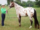 Appaloosa cal frumos -765