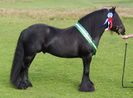 Armasal Fell Pony