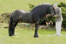 Poney Dales