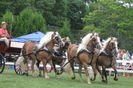 Rasa Haflinger-6