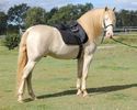 Un cal spaniol - 99y