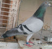 APDC1475
