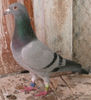 APDC1486