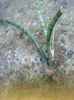 sanseveria cilindrica - nu mai e disponibila - daruita lui andreiandrei