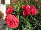 Out of Rosenheim