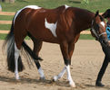 American Paint Horse-8