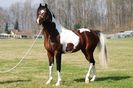 Armasar Paint horse-32