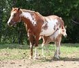 Iapa cu manzul paint horse