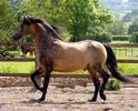 Morgan horse - 4