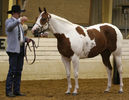 Paint Horse-765