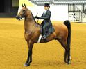 Rasa Saddlebred cu femeie calare