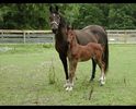 Rasa Saddlebred cu manzuc