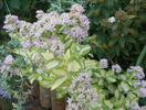 sedum mediovariegatum