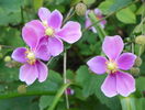 anemone Praecox
