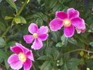anemone Hadspen Abundance
