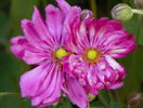 anemone Prinz Heinrich