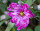 anemone Prinz Heinrich
