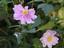 anemone japonica