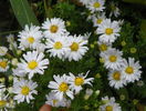 aster Schneekissen