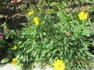 Coreopsis