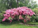 adelaparvu.com-despre-unde-se-planteaza-azaleea-de-gradina-si-rododendronul-Text-Carli-Marian-6