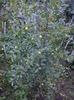 jujube an 2 de la plantare
