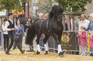 Fresian strunit bine