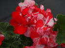 DSC04198
