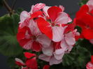 DSC04199