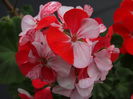 DSC04200