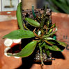 DSC_0895 Cattleya  aclandiae