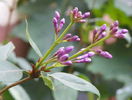 syringa chinensis