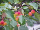 malus Rudolph