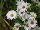 aster Schneekissen