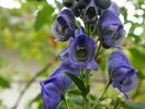 aconitum carmichaelii