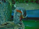 rate mandarine