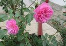Harlow Carr