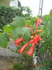 da, te intimpina Campsis radicans.