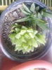 alworthia black gem & haworthia coperii