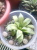 haworthia & lithops