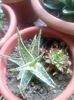 aloe starfish&sempervivum