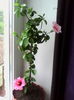 IMG_20151006_084311