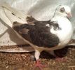 mama cazatoare tata moriscar